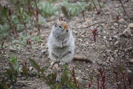 Denali National Park: A squirrel 