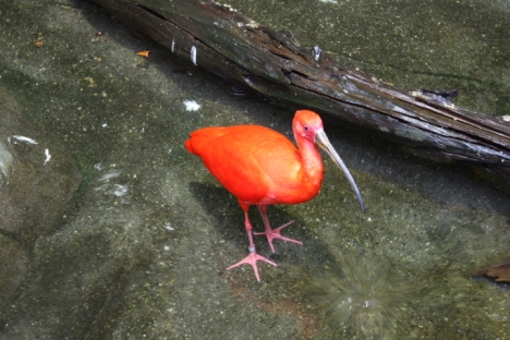 Vancouver Aquarium: Big red bird